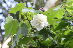 Hibiscus mutabilis